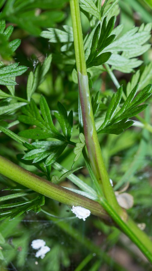 Katapsuxis silaifolia (=Cnidium silaifolium) / Carvifoglio dei boschi